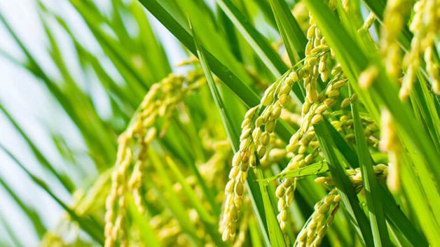 Bangladesh explores Vietnam’s rice production for import deal